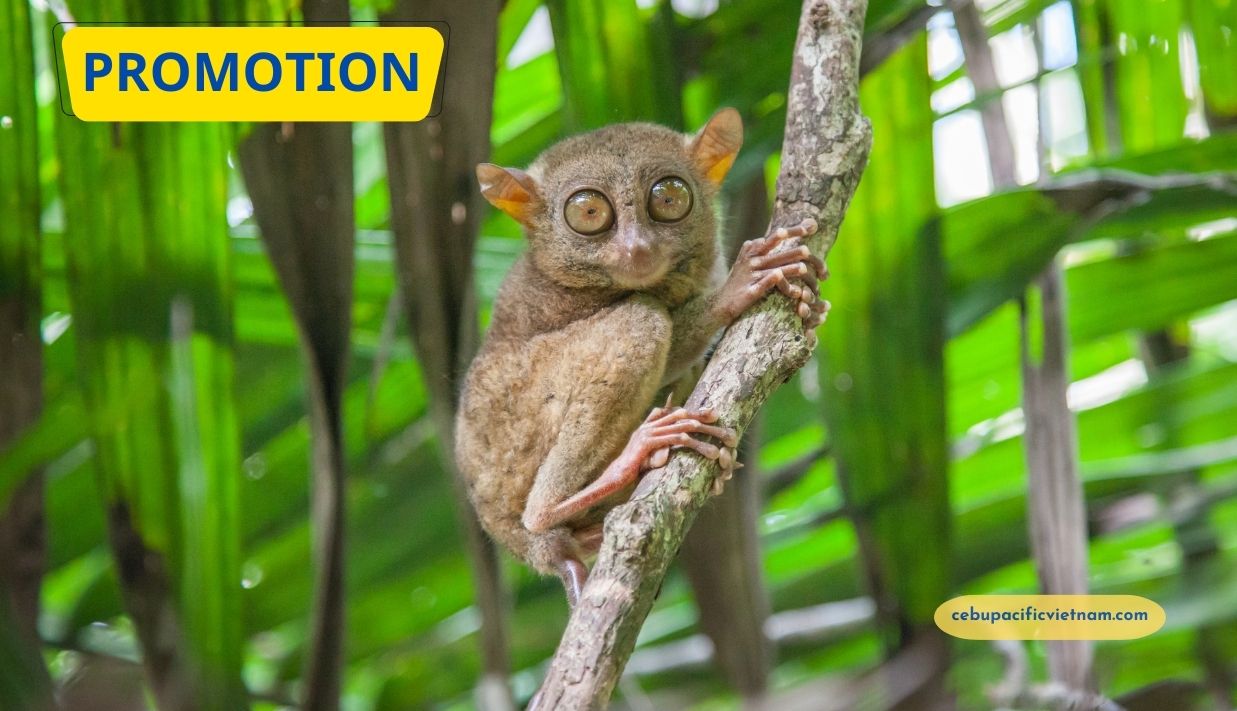 KHUYẾN MÃI VÉ ĐI PHILIPPINES CHỈ TỪ 70 USD (HCM/HA NOI - MANILA)